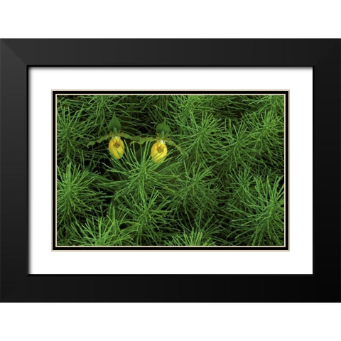 MI, Yellow ladys slipper orchids amid horsetail Black Modern Wood Framed Art Print with Double Matting by Carlson, Mark