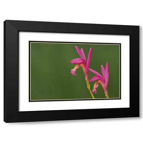 Michigan, Close-up of native orchids Black Modern Wood Framed Art Print with Double Matting by Carlson, Mark