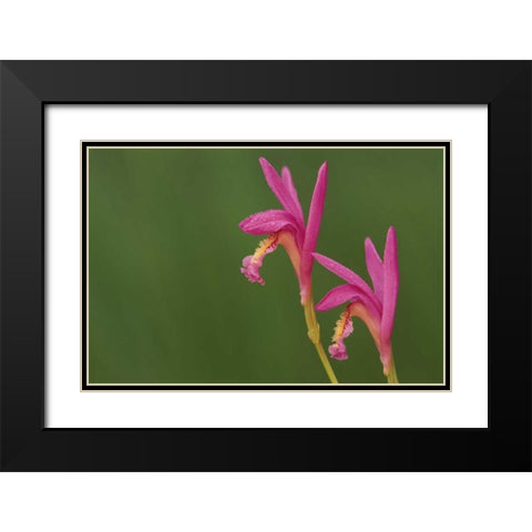 Michigan, Close-up of native orchids Black Modern Wood Framed Art Print with Double Matting by Carlson, Mark