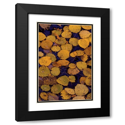 MI, Largetooth aspen leaves in Autumn on water Black Modern Wood Framed Art Print with Double Matting by Carlson, Mark