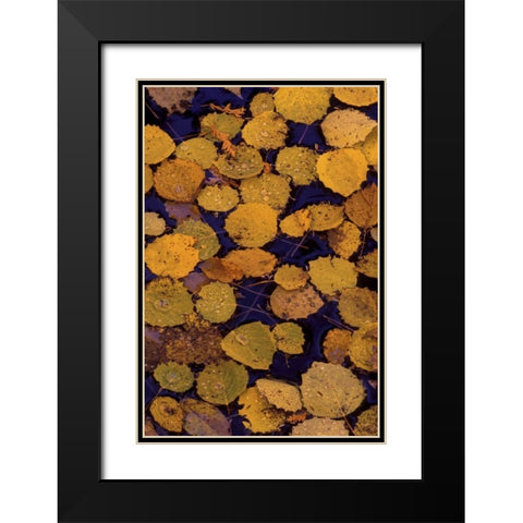 MI, Largetooth aspen leaves in Autumn on water Black Modern Wood Framed Art Print with Double Matting by Carlson, Mark