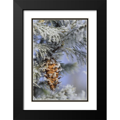 MI, Morning light on balsam fir cone with frost Black Modern Wood Framed Art Print with Double Matting by Carlson, Mark
