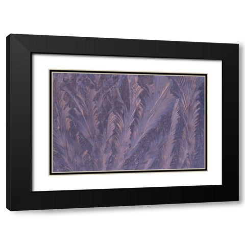 USA, Michigan, Feathery frost patterns on window Black Modern Wood Framed Art Print with Double Matting by Carlson, Mark