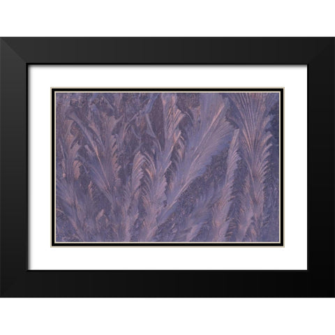USA, Michigan, Feathery frost patterns on window Black Modern Wood Framed Art Print with Double Matting by Carlson, Mark
