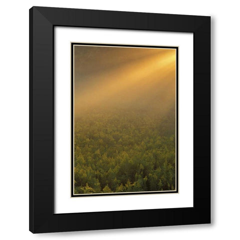 MI, Meadow of goldenrod in foggy summer sunlight Black Modern Wood Framed Art Print with Double Matting by Carlson, Mark