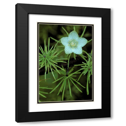 MI, Bog-Star flower in tree needles in autumn Black Modern Wood Framed Art Print with Double Matting by Carlson, Mark