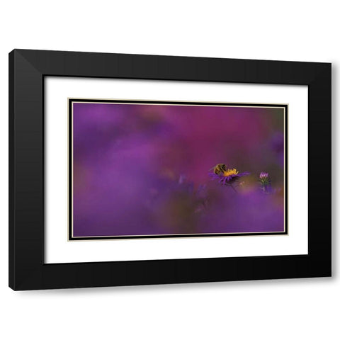 MI, Honeybee pollinating aster blossom Black Modern Wood Framed Art Print with Double Matting by Carlson, Mark