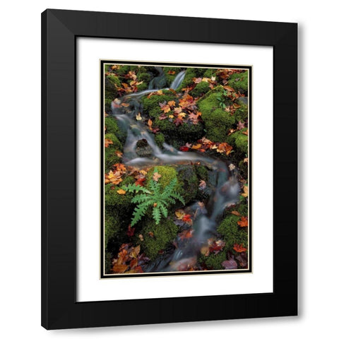 MI, Waterfall through moss and autumn leaves Black Modern Wood Framed Art Print with Double Matting by Carlson, Mark