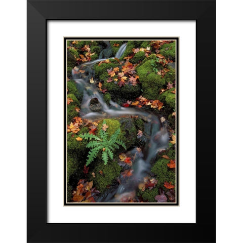 MI, Waterfall through moss and autumn leaves Black Modern Wood Framed Art Print with Double Matting by Carlson, Mark