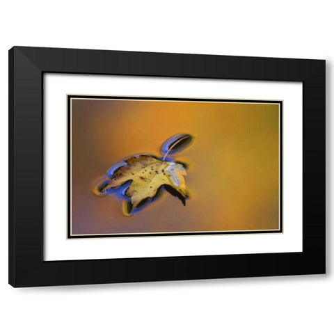 MI, Maple leaf floating on water surface Black Modern Wood Framed Art Print with Double Matting by Carlson, Mark