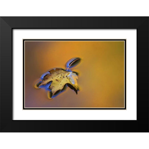 MI, Maple leaf floating on water surface Black Modern Wood Framed Art Print with Double Matting by Carlson, Mark