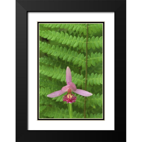 MI, Rose pogonia orchid and marsh fern in spring Black Modern Wood Framed Art Print with Double Matting by Carlson, Mark