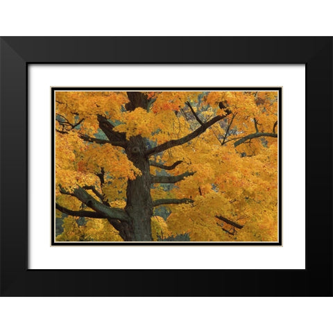 Michigan, Close-up of sugar maple tree in autumn Black Modern Wood Framed Art Print with Double Matting by Carlson, Mark