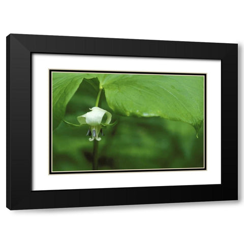 MI, Trillium flower hangs beneath leaf in spring Black Modern Wood Framed Art Print with Double Matting by Carlson, Mark