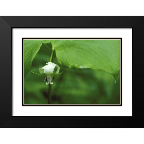 MI, Trillium flower hangs beneath leaf in spring Black Modern Wood Framed Art Print with Double Matting by Carlson, Mark