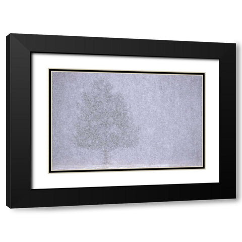 MI, White pine in a heavy snow squall Black Modern Wood Framed Art Print with Double Matting by Carlson, Mark