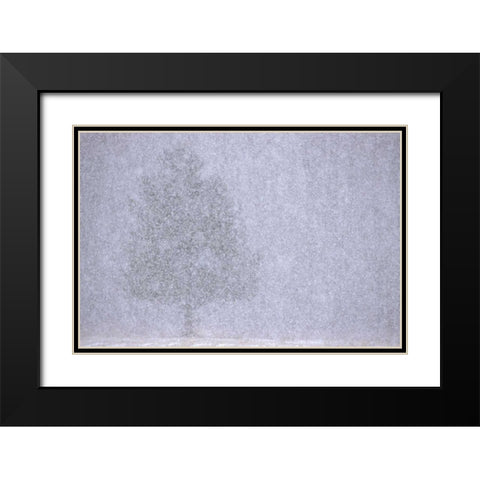 MI, White pine in a heavy snow squall Black Modern Wood Framed Art Print with Double Matting by Carlson, Mark
