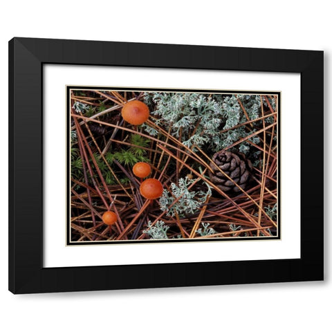 MI, Forest floor with mushrooms and leaf litter Black Modern Wood Framed Art Print with Double Matting by Carlson, Mark