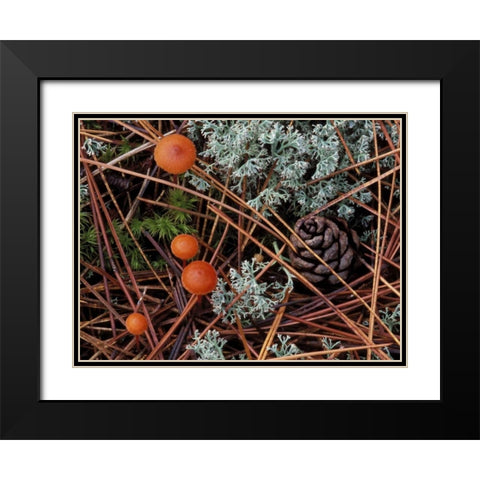 MI, Forest floor with mushrooms and leaf litter Black Modern Wood Framed Art Print with Double Matting by Carlson, Mark