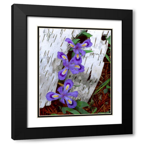 MI, Dwarf lake iris growing through birch bark Black Modern Wood Framed Art Print with Double Matting by Zuckerman, Jim