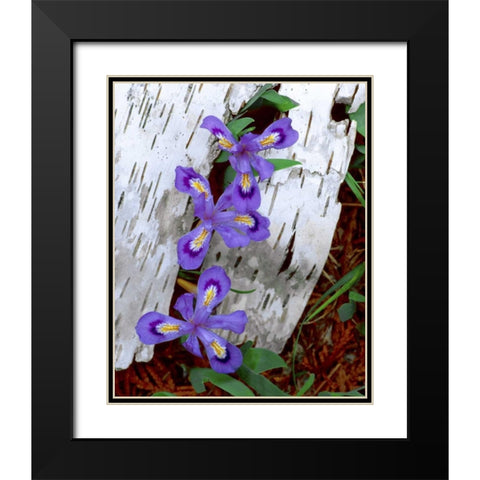 MI, Dwarf lake iris growing through birch bark Black Modern Wood Framed Art Print with Double Matting by Zuckerman, Jim