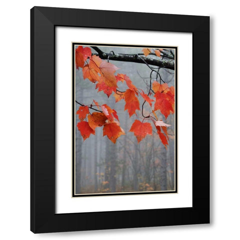 MI, Red maple leaves hang in a foggy forest Black Modern Wood Framed Art Print with Double Matting by Rotenberg, Nancy