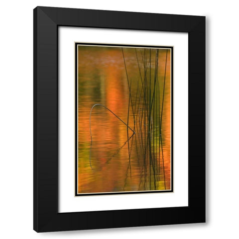 Michigan Reeds in autumn reflections in water Black Modern Wood Framed Art Print with Double Matting by Rotenberg, Nancy