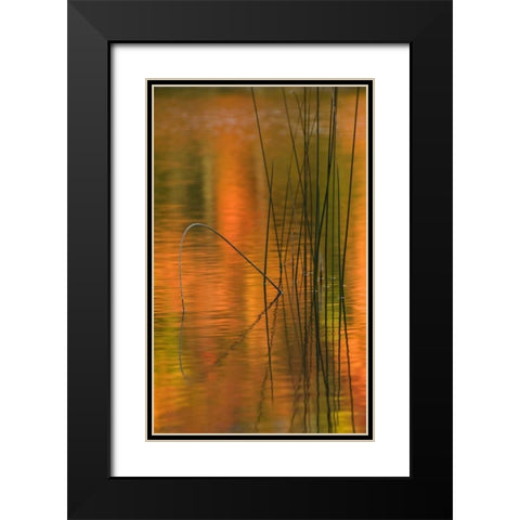 Michigan Reeds in autumn reflections in water Black Modern Wood Framed Art Print with Double Matting by Rotenberg, Nancy