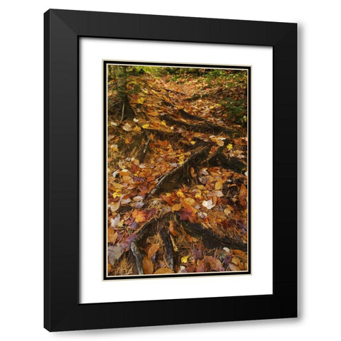 MI, Roots of trees with fallen leaves in autumn Black Modern Wood Framed Art Print with Double Matting by Rotenberg, Nancy