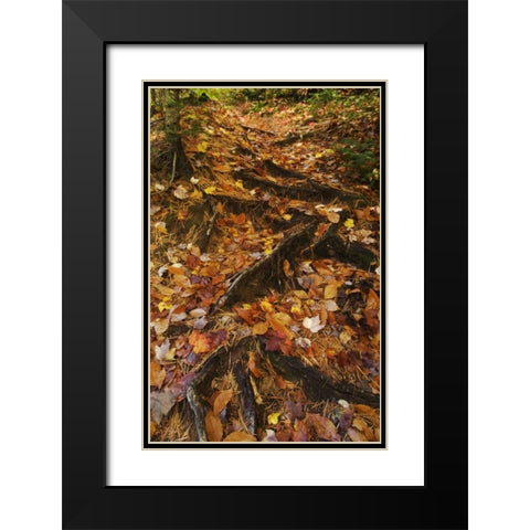 MI, Roots of trees with fallen leaves in autumn Black Modern Wood Framed Art Print with Double Matting by Rotenberg, Nancy