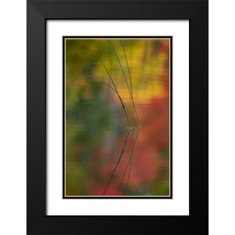 MI, Autumn foliage reflect on Thornton Lake Black Modern Wood Framed Art Print with Double Matting by Rotenberg, Nancy
