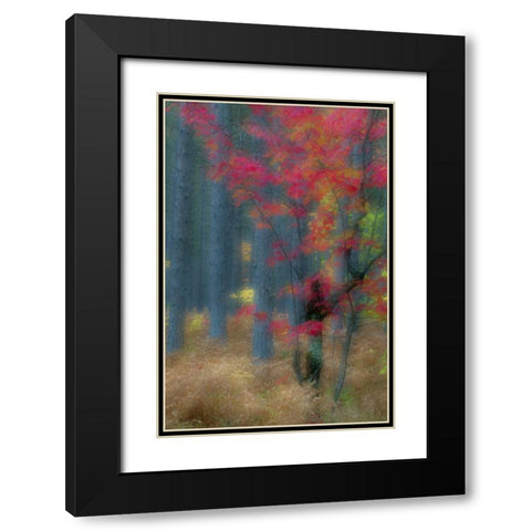 Michigan Soft focus of a forest in autumn color Black Modern Wood Framed Art Print with Double Matting by Rotenberg, Nancy