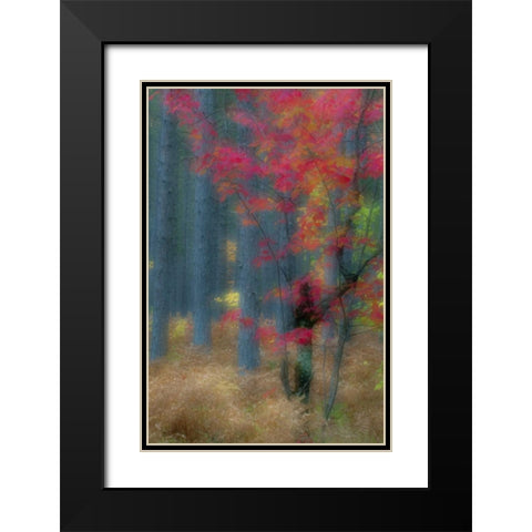 Michigan Soft focus of a forest in autumn color Black Modern Wood Framed Art Print with Double Matting by Rotenberg, Nancy