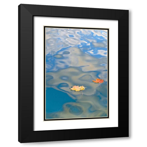 MI, Two leaves floating on Petes Lake Black Modern Wood Framed Art Print with Double Matting by Rotenberg, Nancy