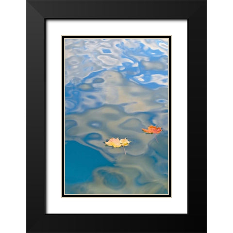 MI, Two leaves floating on Petes Lake Black Modern Wood Framed Art Print with Double Matting by Rotenberg, Nancy