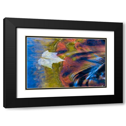 MI, Maple leaf and fall reflections in Bond Falls Black Modern Wood Framed Art Print with Double Matting by Rotenberg, Nancy