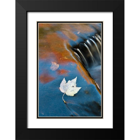 MI, Leaf floating in pond at Bond Falls Black Modern Wood Framed Art Print with Double Matting by Rotenberg, Nancy