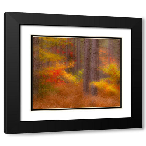 Michigan Soft focus of a forest in autumn color Black Modern Wood Framed Art Print with Double Matting by Rotenberg, Nancy