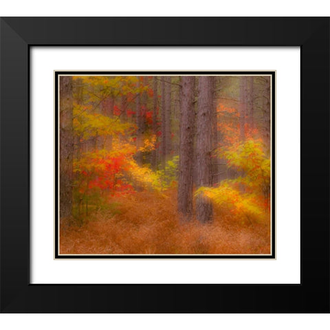 Michigan Soft focus of a forest in autumn color Black Modern Wood Framed Art Print with Double Matting by Rotenberg, Nancy