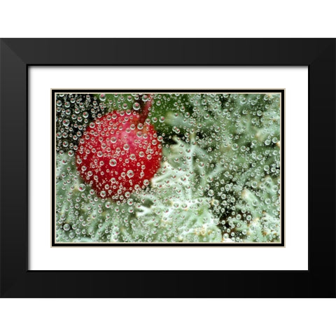 MI, Wintergreen berry and lichen through dew Black Modern Wood Framed Art Print with Double Matting by Carlson, Mark