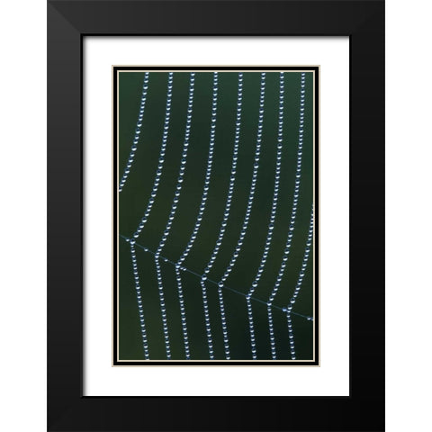 MI, Dew web strands with horizontal junction Black Modern Wood Framed Art Print with Double Matting by Carlson, Mark