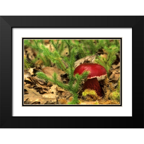 MI, Lower Peninsula Boletus frostii mushroom Black Modern Wood Framed Art Print with Double Matting by Carlson, Mark