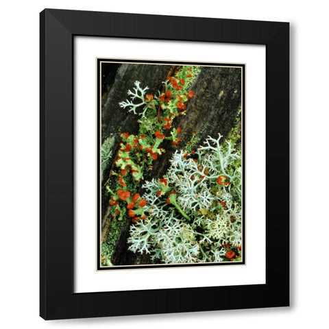 MI, British soldier plant and reindeer lichens Black Modern Wood Framed Art Print with Double Matting by Carlson, Mark