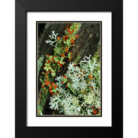 MI, British soldier plant and reindeer lichens Black Modern Wood Framed Art Print with Double Matting by Carlson, Mark