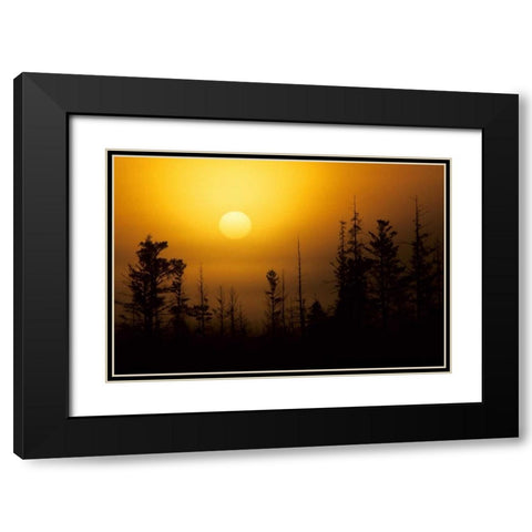MI, Foggy sunrise over silhouetted evergreens Black Modern Wood Framed Art Print with Double Matting by Carlson, Mark
