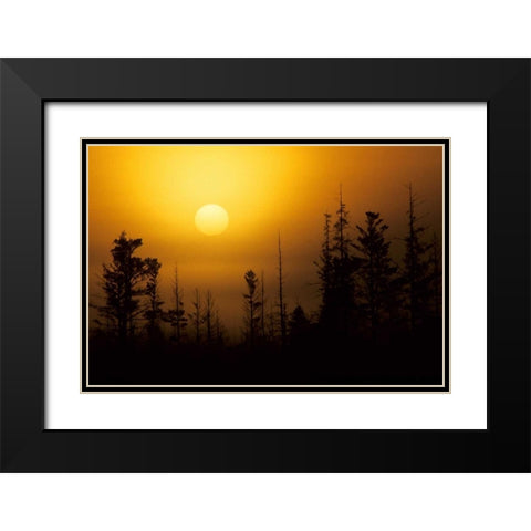 MI, Foggy sunrise over silhouetted evergreens Black Modern Wood Framed Art Print with Double Matting by Carlson, Mark