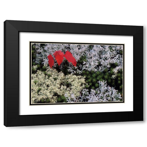MI, Red maple tree seedling amid moss and lichen Black Modern Wood Framed Art Print with Double Matting by Carlson, Mark