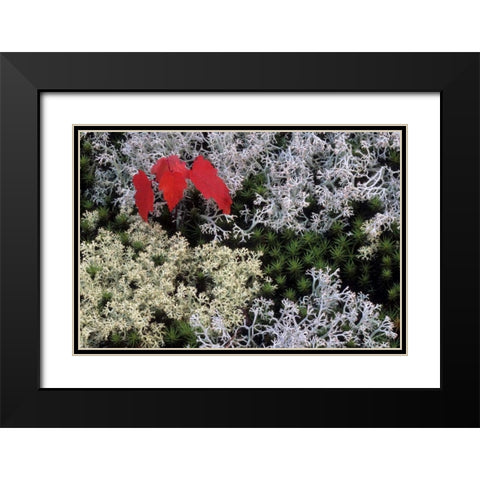 MI, Red maple tree seedling amid moss and lichen Black Modern Wood Framed Art Print with Double Matting by Carlson, Mark