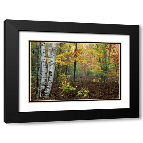 Michigan Forest in light fog and autumn colors Black Modern Wood Framed Art Print with Double Matting by Carlson, Mark