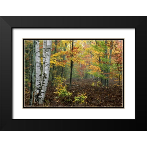 Michigan Forest in light fog and autumn colors Black Modern Wood Framed Art Print with Double Matting by Carlson, Mark